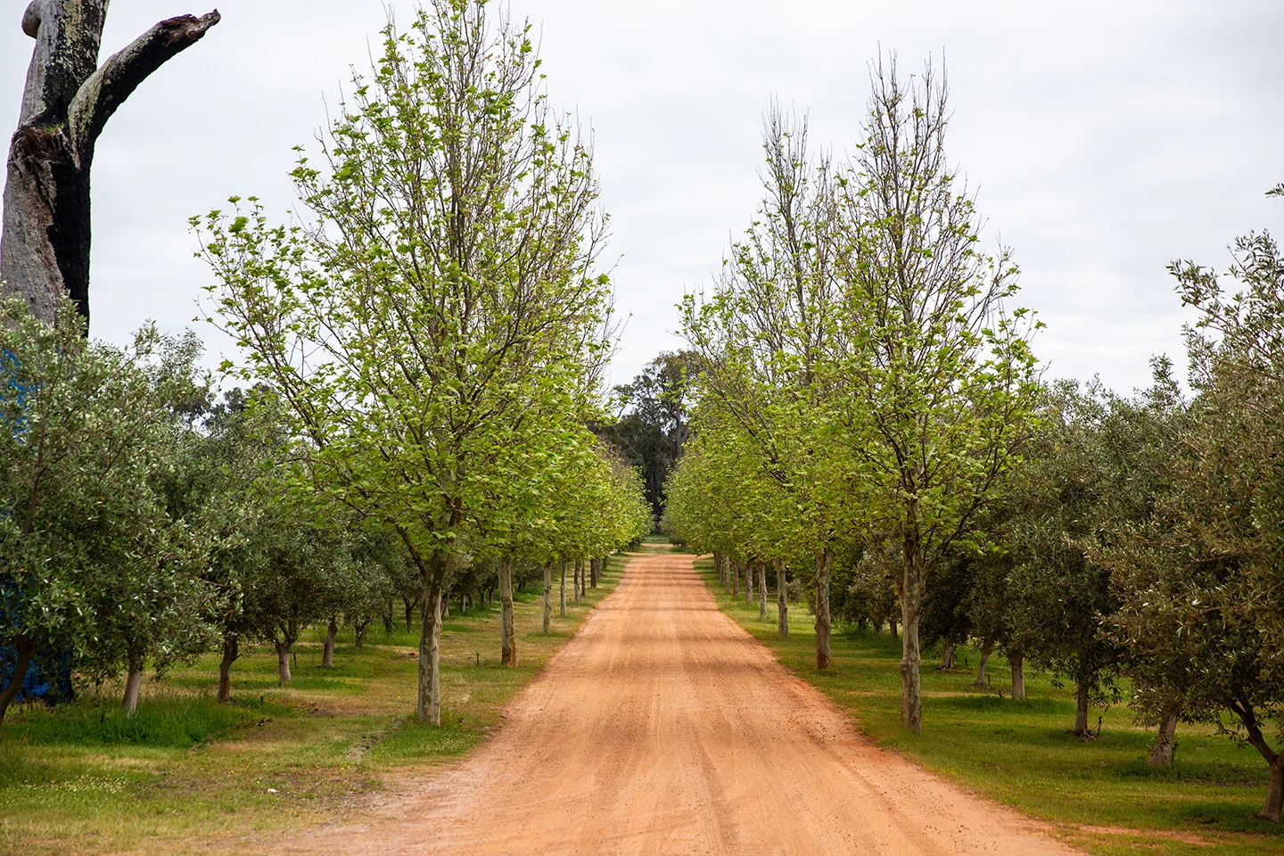 The tree-lined driveway welcoming visitors to Old Coast Road Brewery in Myalup